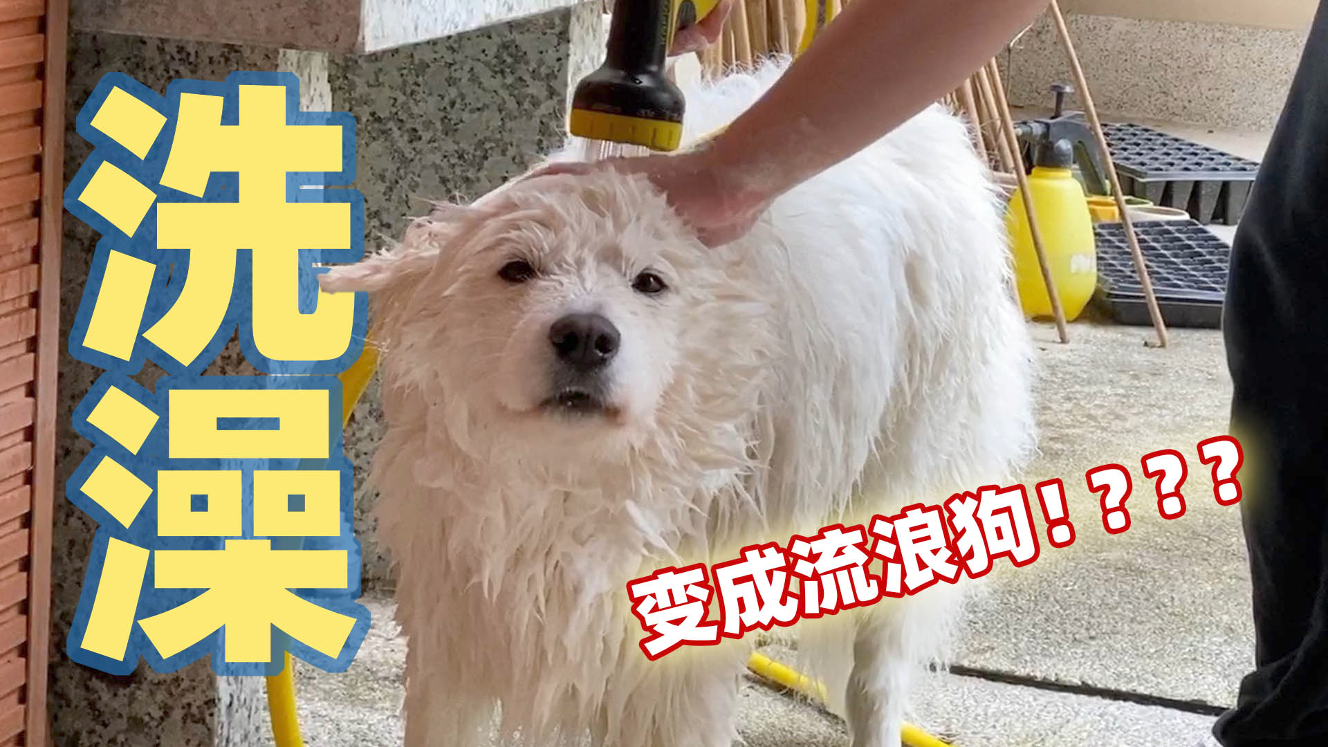 又是萨摩耶软糖洗澡日,弟弟的婴儿用品超级好用,软糖:流浪狗?【两个人一条狗】